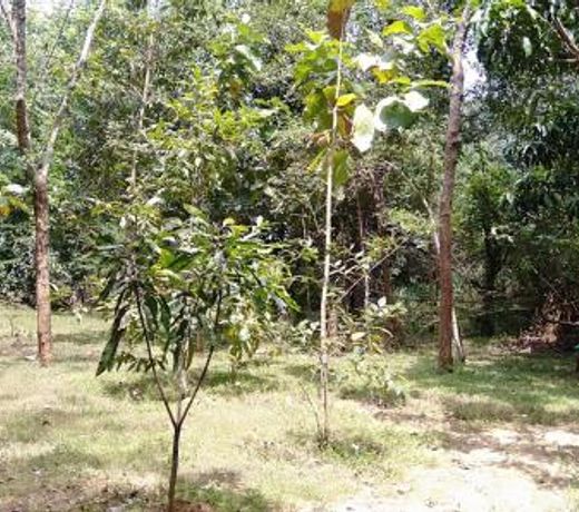 Hotel Sigiri Nature Garden