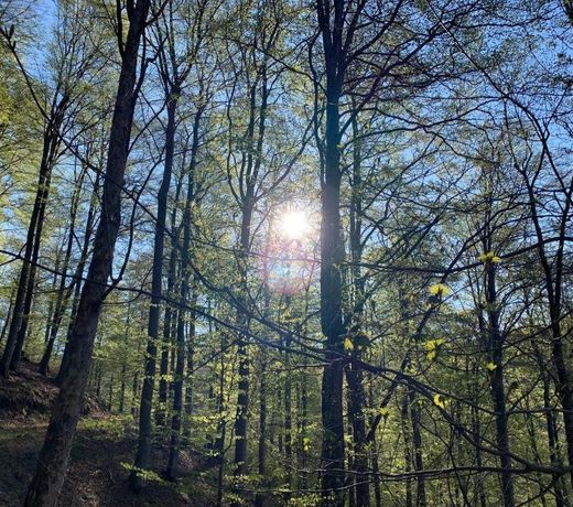 Forest View Apartments in Winterberg Sauerland