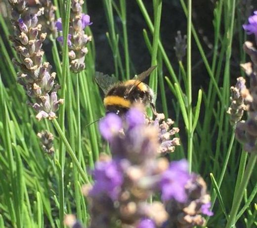 Lovely "Provence" villa with sea view, private heated pool, airco and beautiful garden