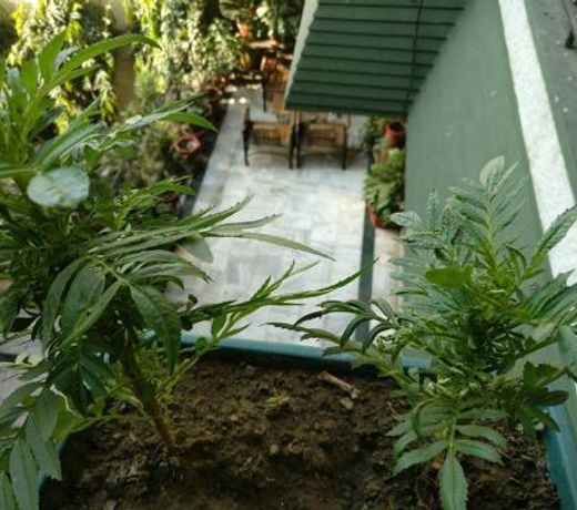 The Trekkers Hostel - Dehradun