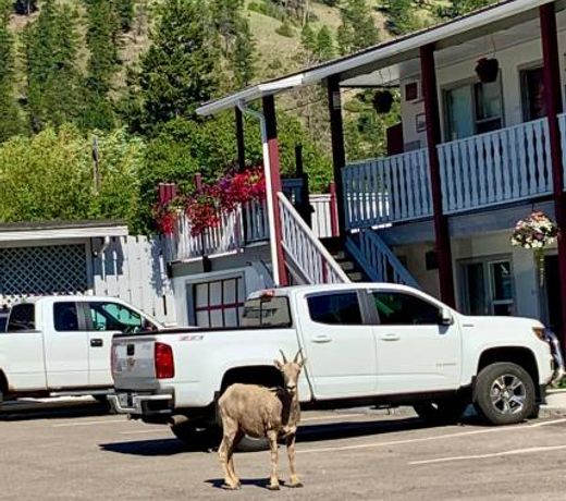 Mountain Springs Motel