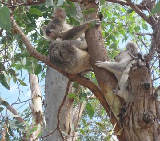 Magnetic Island Bed and Breakfast