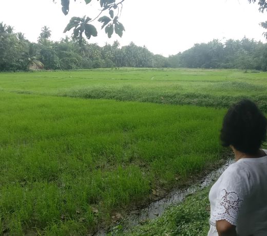 Countryside Estate Homestay