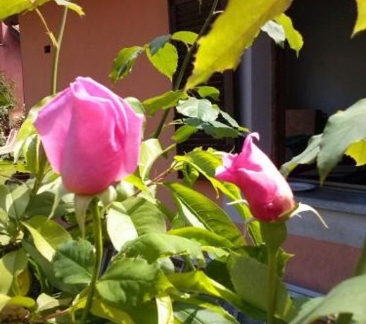 Le ginestre