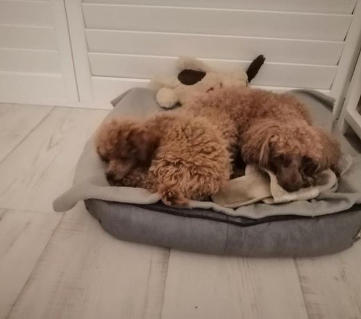Sapphire Beach Pet Friendly Beach 5 minute walk