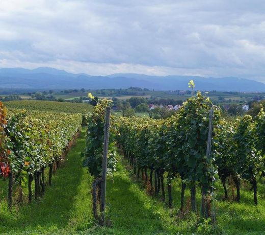 Weingut Landmann Ferienwohnungen