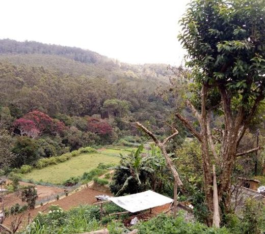 Ohiya Jungle resort