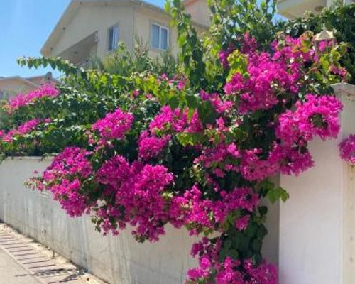 Cleodora Garden Apartment - Белек - фото 8