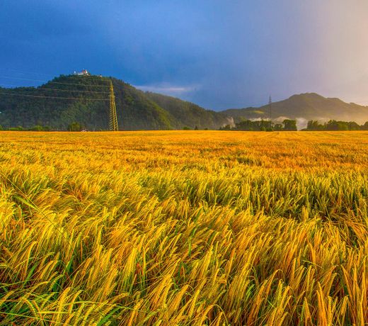 Golden Fields apartment