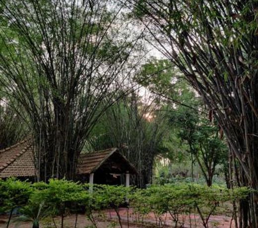 Jungle Inn