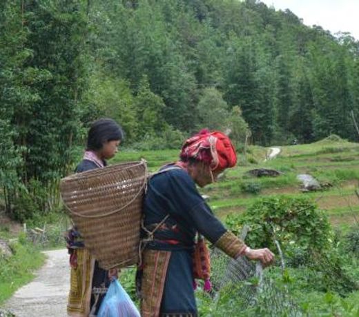 Sapa Homestay Trekking Tour For Backpackers