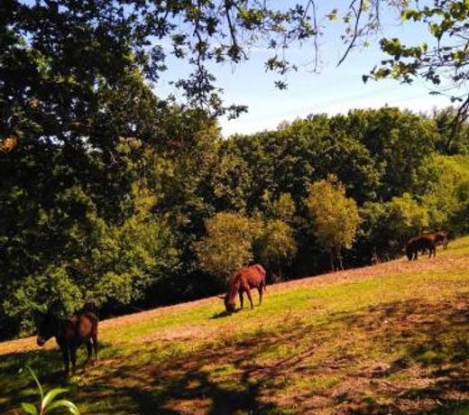 El llagar - Sagasta Rural Oviedo