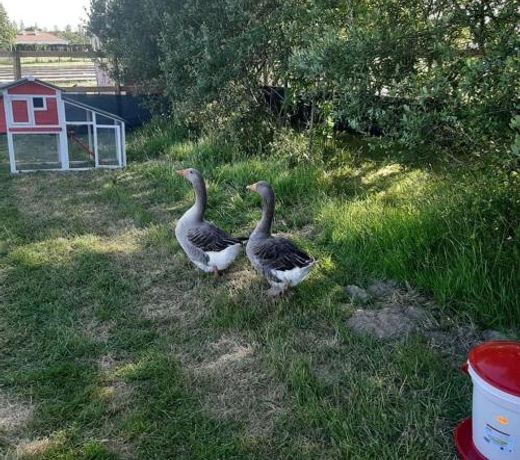 Chalet Les P'tites Maisons dans la Prairie