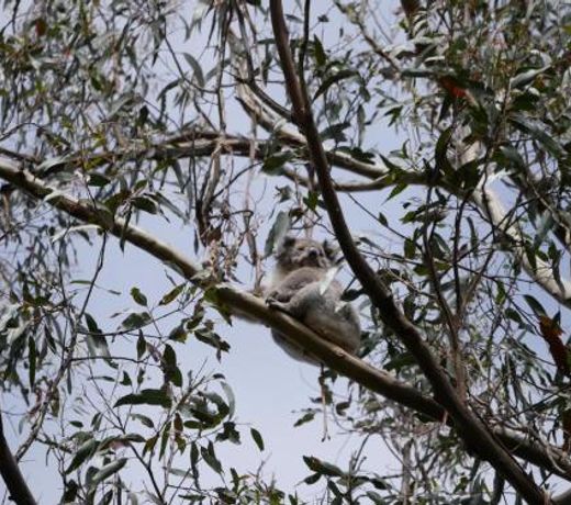 The Otway Nest