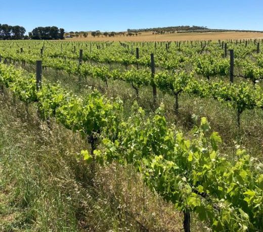 Belalie Wines