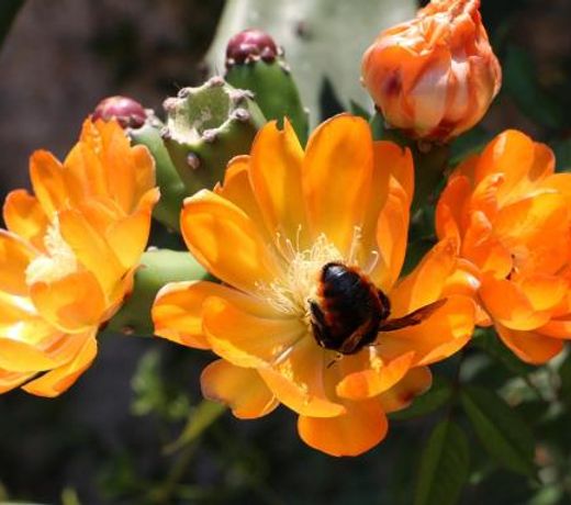 Excelente quarto com cama de casal king em casa perto do aeroporto de Curitiba