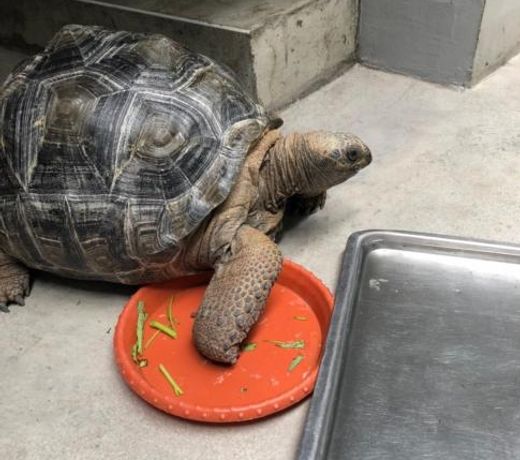 Art Turtle
