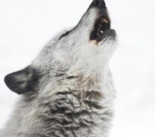WILDHOMES Wild Wolf Lodge