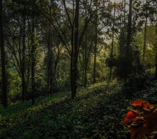 Southern Panorama Indriya Resorts & Spa