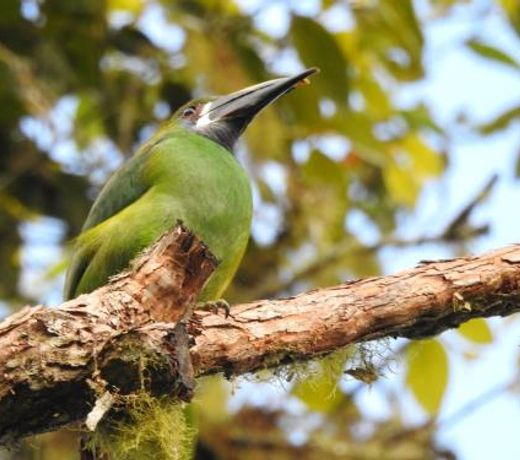FINCA LOMAZUL