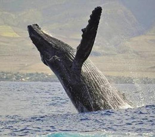 Wailea Ekahi 40E
