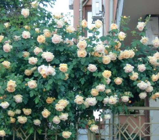 Villa ani Sveti Vlas Bulgarian Black Sea Coast Open may to october