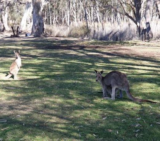 Riversands Rest Accommodation Paringa - Willow Cottage