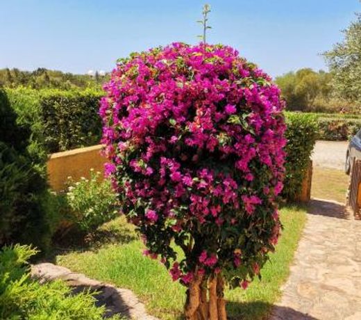 Appartamento con Giardino 1/15 - Porto Pollo