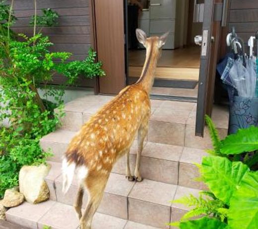 Deer hostel - English only