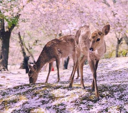 Deer hostel - English only