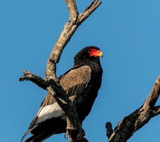 Kruger Shalati - The Train on The Bridge