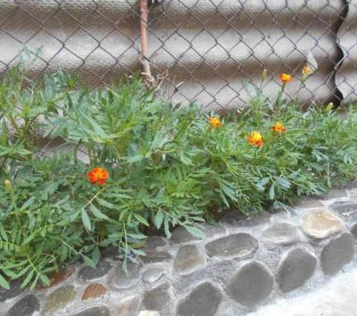 Guesthouse on Benashvili
