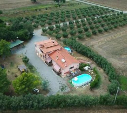 Il Boschetto tulipano