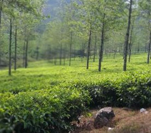 Spice Cottage Homestay