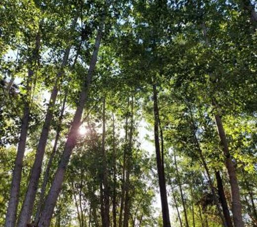 Cabana ALMA-Delta, Tigre