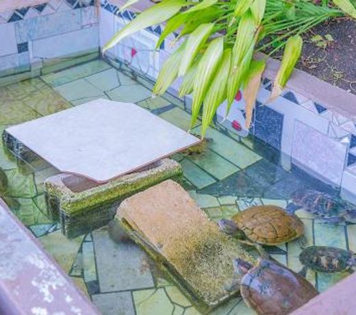 Beach Side Suite At Turtle Towers