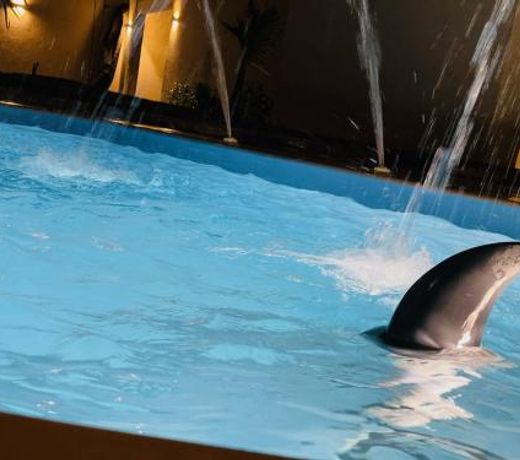 Green Oasis with Private Pool Ø§ÙÙØ§Ø­Ø© Ø§ÙØ®Ø¶Ø±Ø§Ø¡ ÙØ¹ ÙØ³Ø¨Ø­ Ø®Ø§Øµ