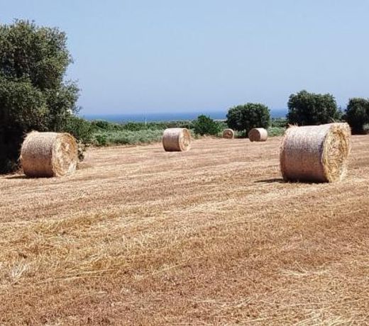 Masseria Ricci