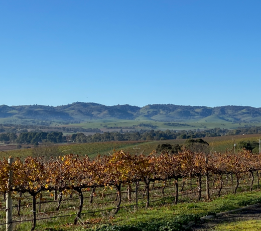 Barossa 1837 Luxury Vineyard Cottage 2
