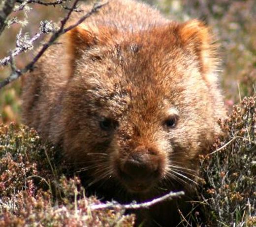 Wombat Cabin
