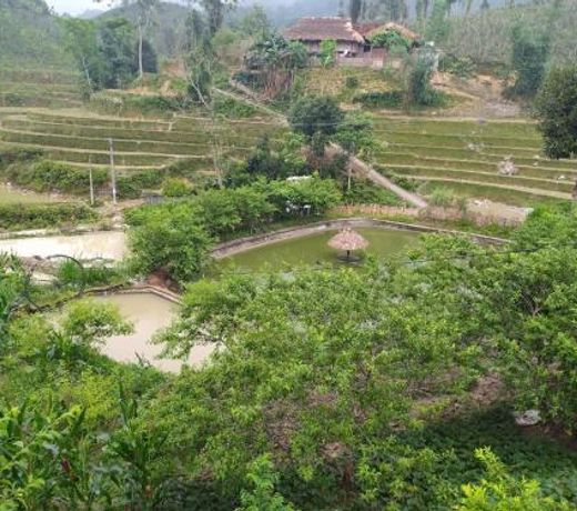 Tra Hills Homestay
