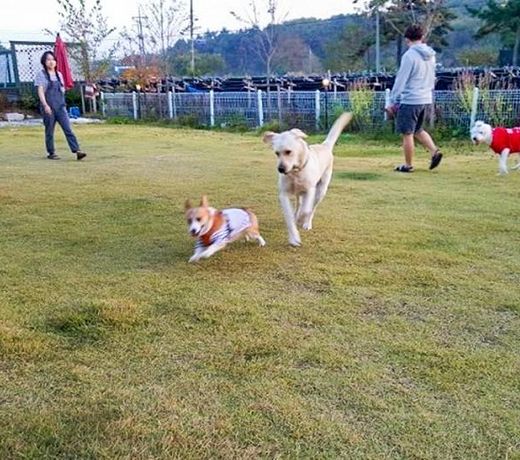 Gangneung Friends Pets Friendly Pension