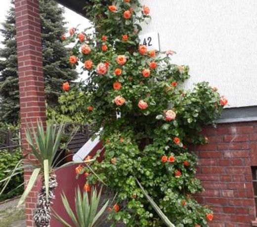 Das besondere Quartier in Berlin - Pankow