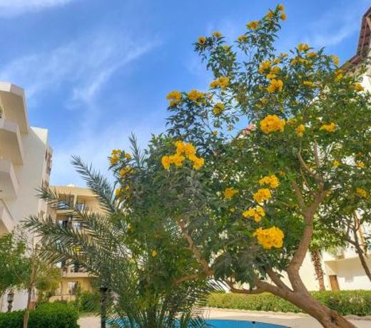 Apartments 1000 and 1 night RedSeaLine