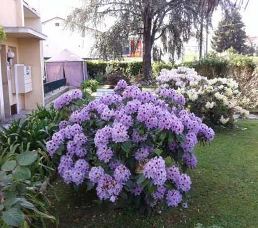 Les Floralies