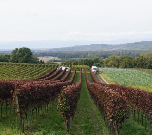 Weingut Landmann Ferienwohnungen