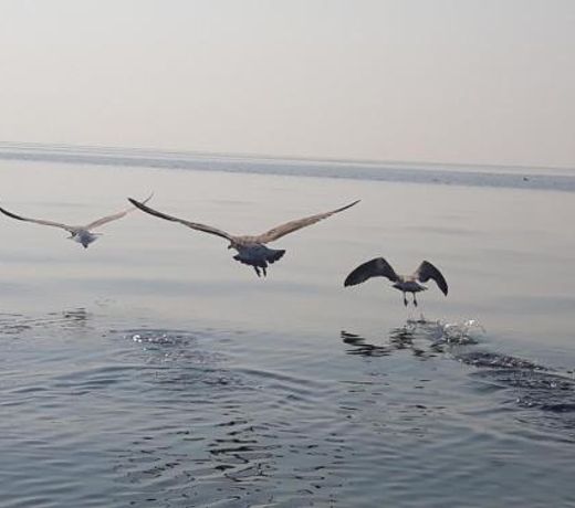 Limanaki Ss View Apartment