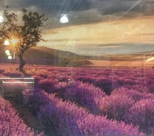 Feel the colors of beautiful Koper - LAVENDER