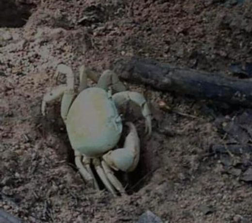 Casa Ubatuba Praia da Lagoinha