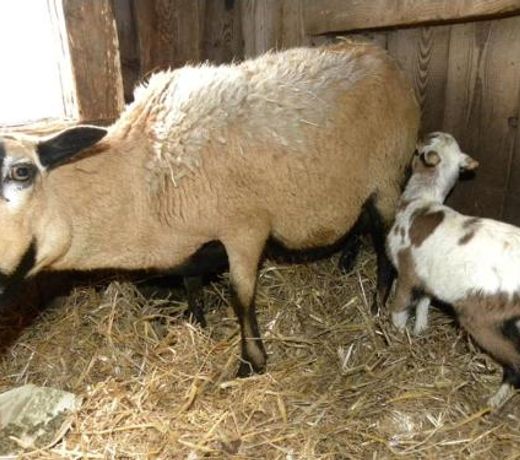 Mitterhirschberg, Familie Schweighuber